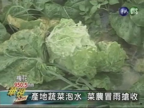 產地蔬菜泡水 菜農冒雨搶收 | 華視新聞