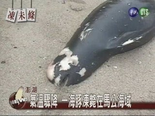 氣溫驟降 一海豚凍斃在馬公海域