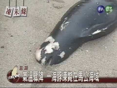 氣溫驟降 一海豚凍斃在馬公海域 | 華視新聞