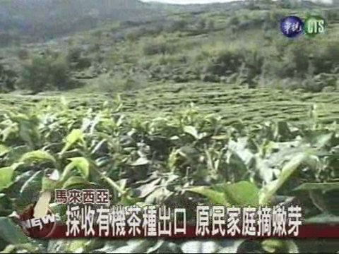 沙巴天然雨林 有機茶樹採收 | 華視新聞