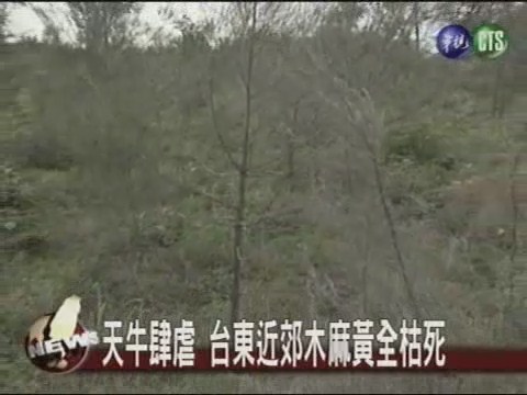 台東天牛肆虐 木麻黃全枯死 | 華視新聞