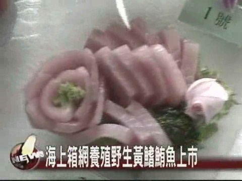 野生鮪魚養殖 春節登場嚐鮮 | 華視新聞