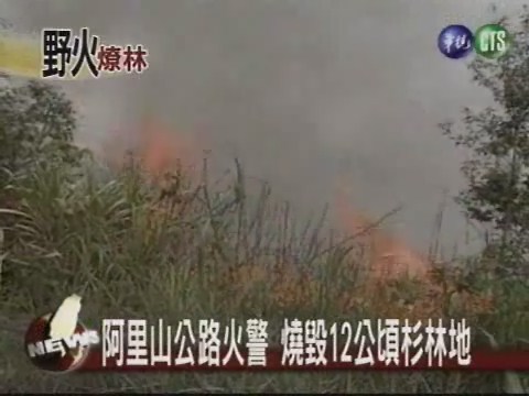 阿里山火警 燒毀12公頃杉林地 | 華視新聞