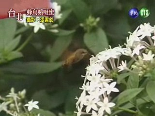 蜂鳥蛾吸蜜 | 華視新聞