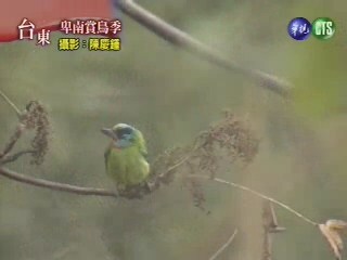 卑南賞鳥季 | 華視新聞