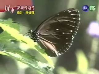 紫斑蝶過冬 | 華視新聞