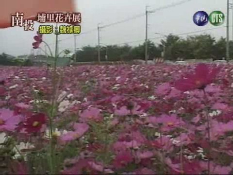 埔里花卉展 | 華視新聞