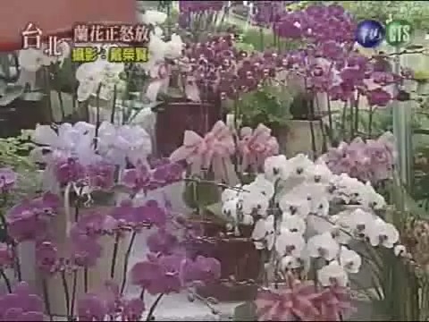 蘭花正怒放 | 華視新聞