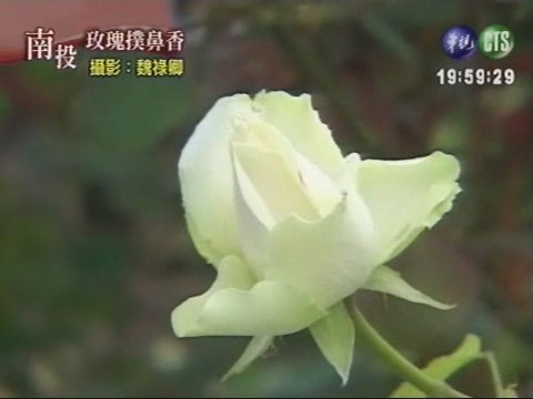 玫瑰撲鼻香 | 華視新聞