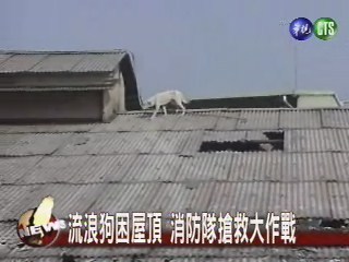 受困屋頂十天 救狗總動員 | 華視新聞