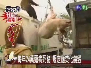 每年24萬頭病死豬規定應焚化銷毀 | 華視新聞