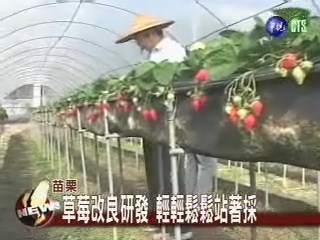 草莓改良研發 輕輕鬆鬆站著採 | 華視新聞