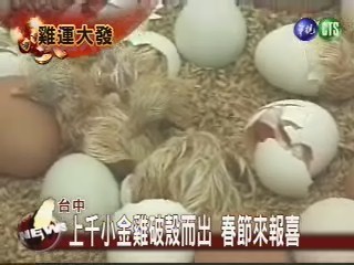 金雞來報喜 上千顆蛋初一破殼