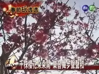 新社千株櫻花朵朵開 樂音舞步聲聲和 | 華視新聞