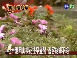 陽明山染櫻紅 遊客驅車上山 | 華視新聞