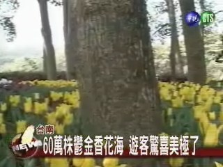 台南60萬株鬱金香花海 遊客驚喜美極了