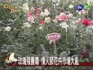 玫瑰殘農毒 情人節花卉市場大亂 | 華視新聞