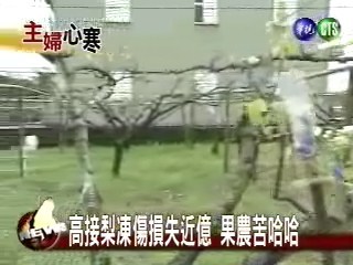 高接梨凍傷損失近億 果農苦哈哈 | 華視新聞