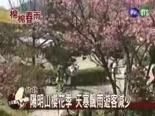 陽明山櫻花季 天寒飄雨遊客減少 | 華視新聞