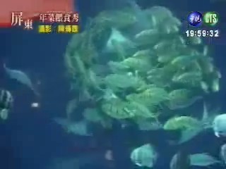 海生館尾牙 群魚吃年菜