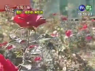 玫瑰花海 | 華視新聞