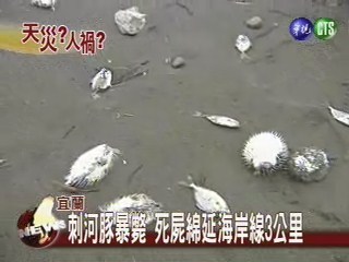 刺河豚暴斃 死屍綿延海岸線3公里 | 華視新聞