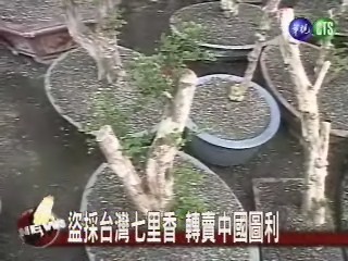警查盜採集 找回百年老樹 | 華視新聞
