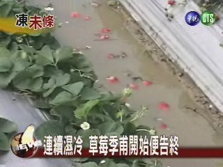 寒雨不停草莓傷果農損失逾億元 | 華視新聞
