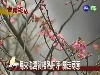 櫻花樹下泡湯 烏來湯情趣多 | 華視新聞