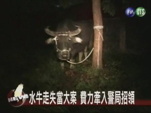 大水牛進警局 大費周章招領 | 華視新聞