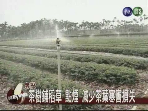 南投茶農防寒害鋪草點煙又噴水 | 華視新聞