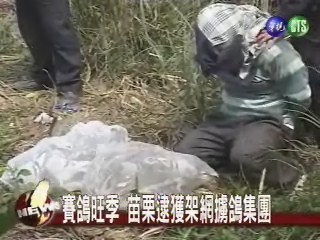 網鴿賊又出動 警方一舉成擒 | 華視新聞