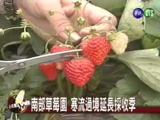 南部草莓園 寒流過境延長採收季 | 華視新聞