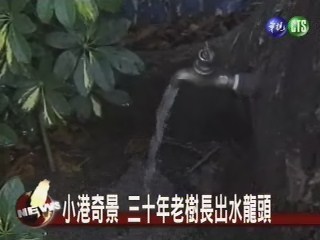 小港奇景 三十年老樹長出水龍頭 | 華視新聞