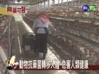 豬雞濫用抗生素嚴重危害人體 | 華視新聞