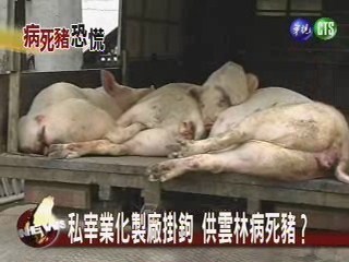 私宰業化製廠掛鉤賣病死豬 | 華視新聞