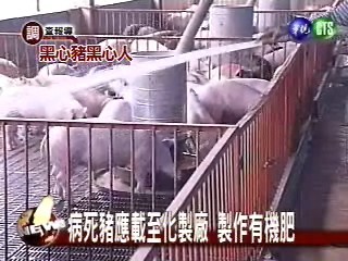 病死豬應載至化製廠 製作有機肥 | 華視新聞