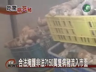 合法掩護非法 百萬隻病豬流市面 | 華視新聞