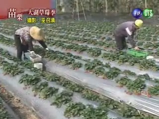 大湖草莓季 | 華視新聞
