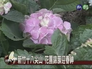 春上十八尖山 新竹浪漫賞花