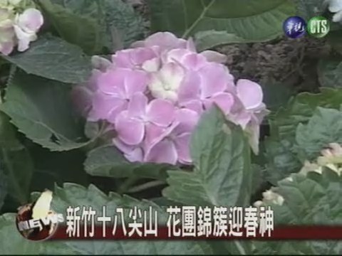 春上十八尖山 新竹浪漫賞花 | 華視新聞