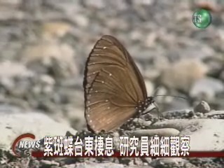 紫斑蝶台東棲息 研究員細細觀察