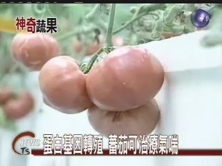 蛋白基因轉殖 蕃茄可治療氣喘 | 華視新聞