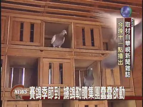 賽鴿季節到 擄鴿勒贖集團蠢蠢欲動 | 華視新聞