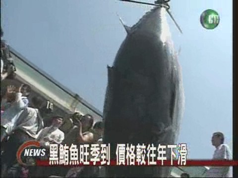 黑鮪魚來囉每台斤700元 | 華視新聞