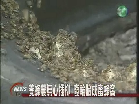養蜂農無心插柳廢輪胎成蜜蜂窩 | 華視新聞