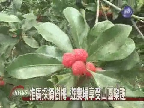 推廣採摘樹梅  遊農場享山區樂趣 | 華視新聞