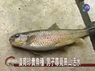 復育珍貴魚種 男子尋覓高山活水 | 華視新聞
