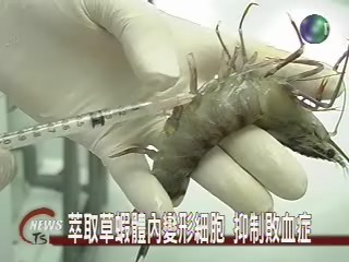 萃取草蝦體內變形細胞 抑制敗血症 | 華視新聞