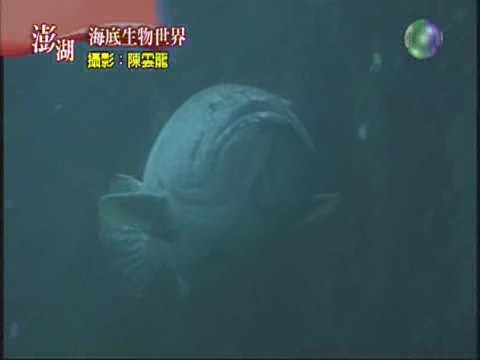 海底生物世界 | 華視新聞